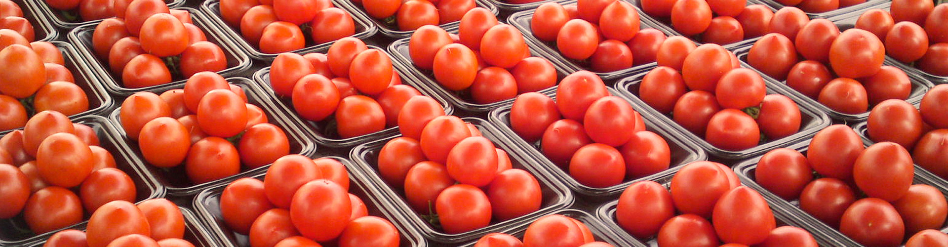Nuevo récord de exportación de tomate de los últimos 20 años